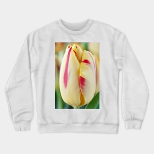 Tulipa  'Helmar'  Tulip  Triumph Group Crewneck Sweatshirt